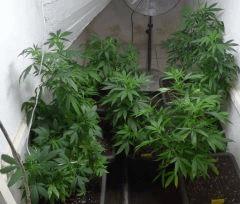 5   complet No scrog