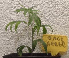 11 Jack Herer