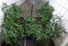 6   complet scrog