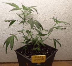 Jack Herer B