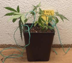Jack Herer
