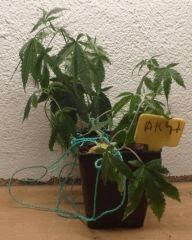 AK 47 A