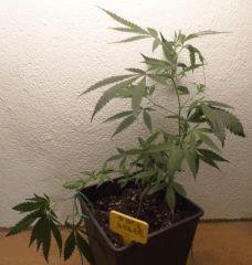 Jack Herer 1 semaine tard
