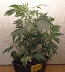 AK 47