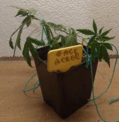 7 jack herer