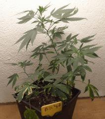 AK 47 1 semaine tard