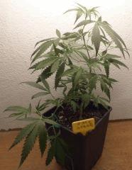 Jack Herer