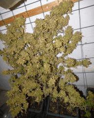 8 Jack herer Mr Nice 4
