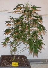 3   Jack Herer