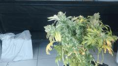 250w American pie bientôt le cut