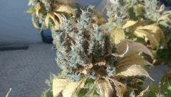89j de floraison