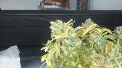 250w American pie bientôt le cut