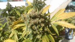 250w American pie bientôt le cut