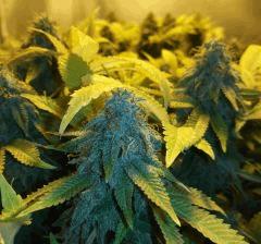 Blue pyramid