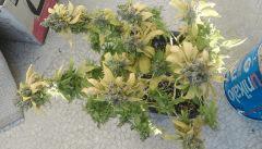 89j de floraison