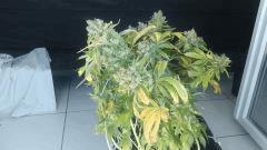 250w American pie bientôt le cut