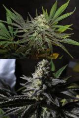 Critical  2