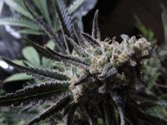 trichomes critical+