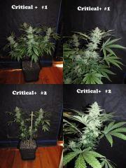 2 freebies de Critical+