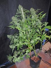chemdawg