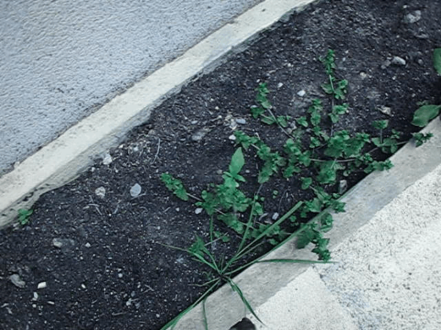 gallery_770987_5204_483264.png