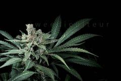 plante