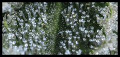 macro