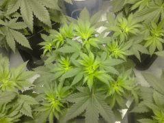 DSC 0003