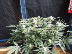 Flo 42 (19) (Copier)