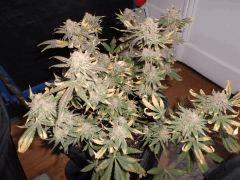 Flo 73 (9)