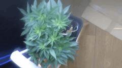 Flo 7 (6)