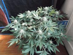 Flo 44 (13)