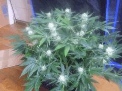 Flo 33 (8)