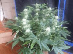 Flo 33 (6)