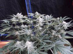 Flo 42 (40) (Copier)