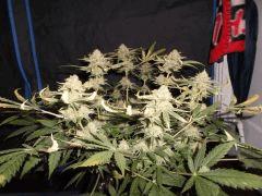 Flo 55 (5)