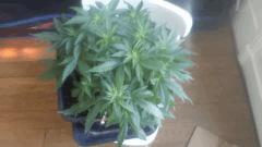 Flo 7 (15)