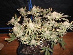 Flo 73 (3)