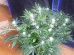 Flo 33 (7)