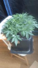 Flo 7 (14)