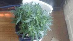 Flo 7 (13)