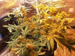 Flo 58 (1)