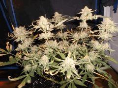 Flo 70 (8)
