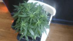 Flo 7 (10)