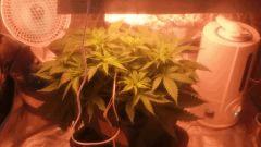 Flo 7 (8)