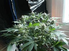 flo42 (19) (Copier)