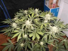 Flo 42 (7) (Copier)