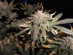 Flo 73 (7)