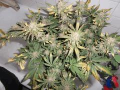 Flo 62 (10)