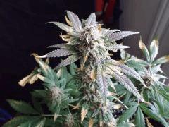 Flo 62 (2)